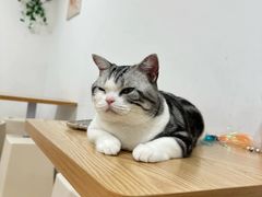 -有喵·猫咖·狗咖·30几只猫10只小狗(岗厦店)