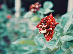 -人民公园(罗湖区)