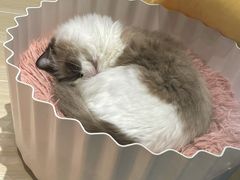-momokira米努特·德文卷毛猫·棉花面纱犬