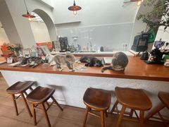 -有猫主题·治愈系猫咖(曾厝垵店)