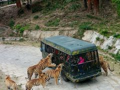 -深圳野生动物园