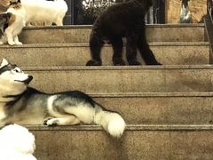 -more than meow吴止猫主题餐厅(承德 中船汇店)