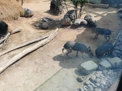 -大连森林动物园