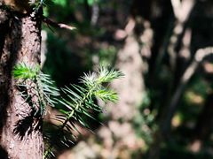 -上海佘山国家森林公园天马山园