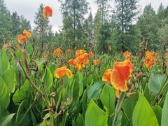 -重庆彩云湖湿地公园