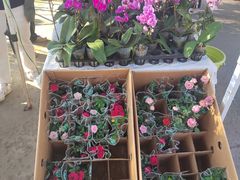 -中环花鸟鱼虫市场