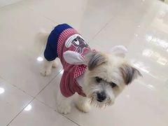 -安安宠物医院(情缘分院)