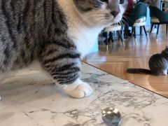 -遇见羊驼·奶狗咖·布偶猫咖·法斗柯基柴犬阿拉斯加(春熙路太古里IFS店)