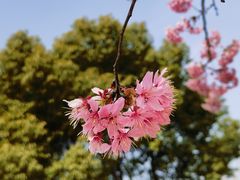 -顾村公园