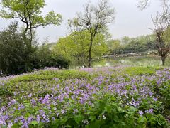 -西溪国家湿地公园