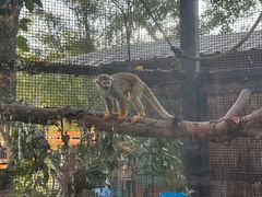 -清迈夜间动物园