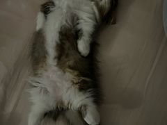 -宠物星动物医院·眼科·异宠·猫科(江南大道总院)