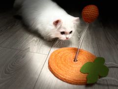 -momokira米努特·德文卷毛猫·棉花面纱犬