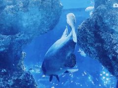 -芜湖新华联大白鲸海洋公园