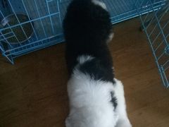 -翊宠yipet猫狗购宠庄园犬舍•猫舍