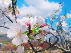 -天适樱花悠乐园