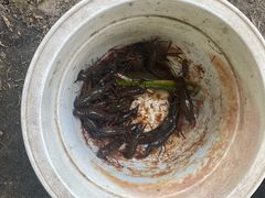 -同銮特种养殖场·龙虾垂钓