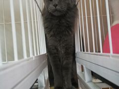 -东方名猫馆·英短金渐层布偶猫舍(环线广场1号楼店)