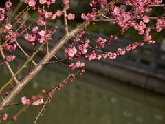 -八卦田遗址公园