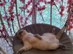 -藏猫猫咖啡主题馆(中央大道店)