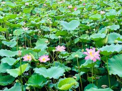 -荔湾湖公园