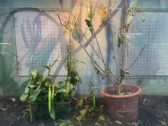 -上海大自然野生昆虫馆