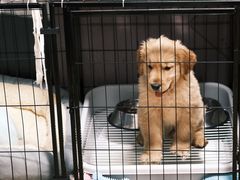 -瑞派宠物医院·犬猫全科·猫友好(宾水西道店)