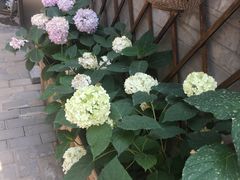 -四喜小胖·北京涮肉(五道营店)