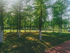 -春花秋色城市公园