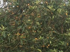 -塘栖枇杷特色园区