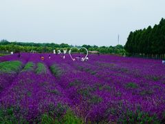 -嘉北郊野公园