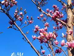-顾村公园