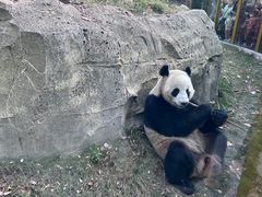 -武汉动物园