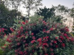 -东莞植物园