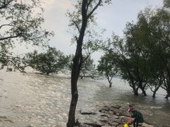 -宝安西湾红树林湿地公园