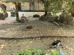 -成都动物园