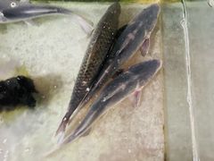-稻香村鱼庄