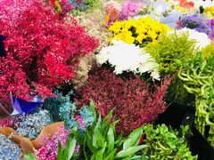 -曲阳花鸟市场(曲阳路店)