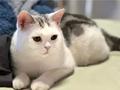 -Bastet sally猫舍购宠(静安店)