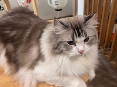 -柴迷FANS CLUB·柴犬狗咖·猫咖