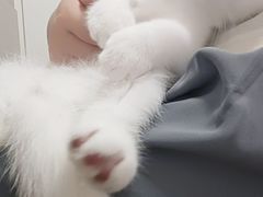-欣宠猫屋·矮脚拿破仑·蓝金金渐层