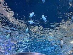 -上海海昌海洋公园