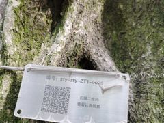 -嘉定紫藤园