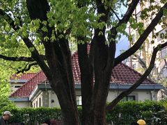 -徐家汇源景区-衡山公园