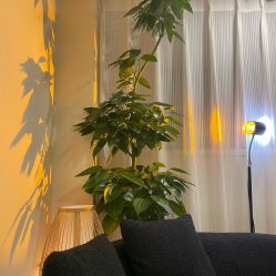 -珍贞佰俪·针清祛痘印敏感管理