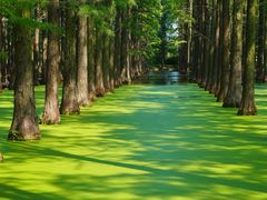 -渌洋湖湿地公园