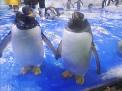 -芜湖新华联大白鲸海洋公园