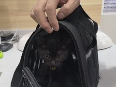 -瑞派宠物医院·犬猫全科·猫友好(宾水西道店)