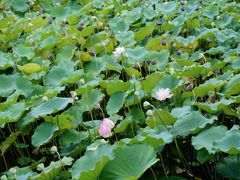 -荔湾湖公园