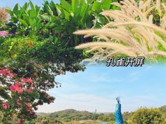 -东莞植物园